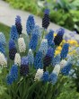 muscari mix